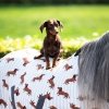 Derka polarowa Stable buddy Dachshund - QHP